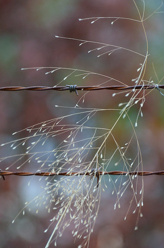 Grass on a Wire DSC_5301