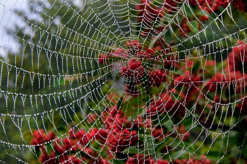 Wet Web © Harold Davis