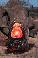 被盜獵者獵殺取角的白犀牛。(Martin Harvey攝影，WWF/Canon提供)