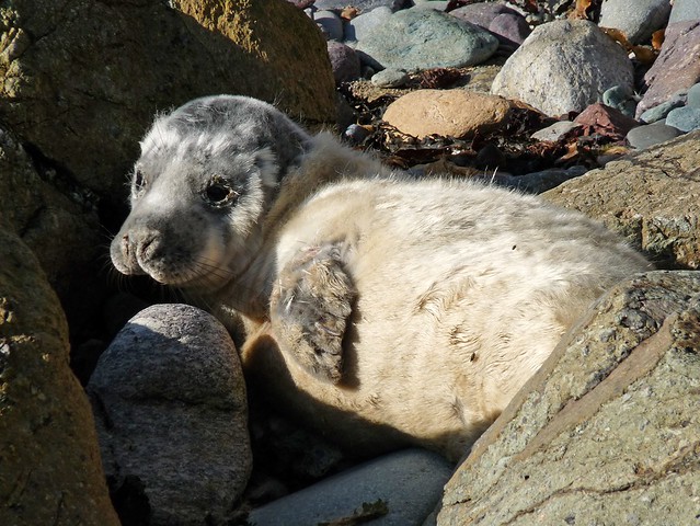 25270 - Seal Pup, Porthlysgi Bay