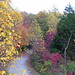 Fall Foliage Path