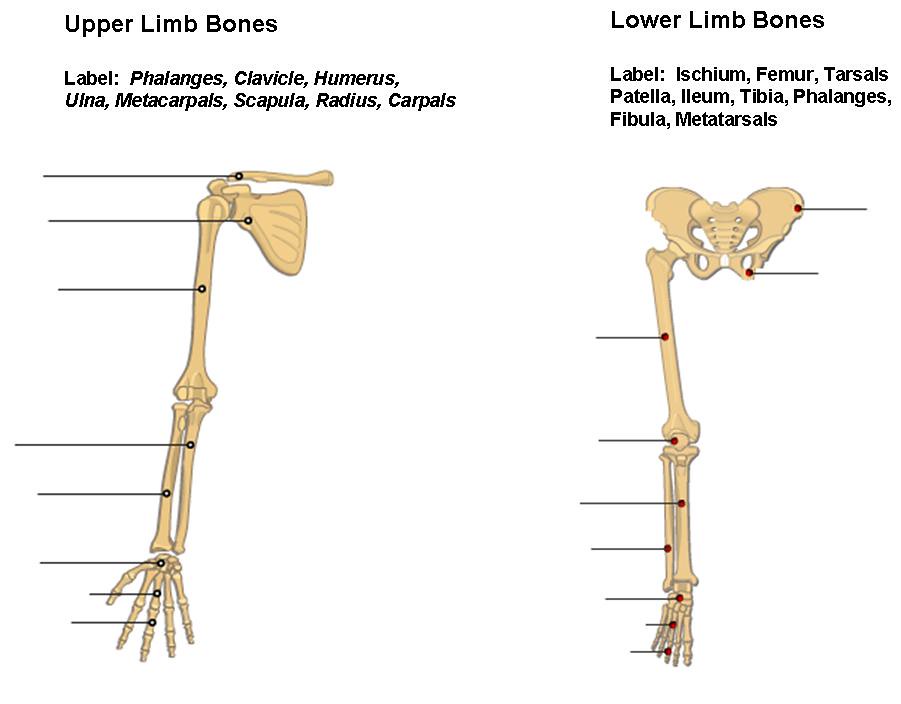 Upper and Lower Limbs