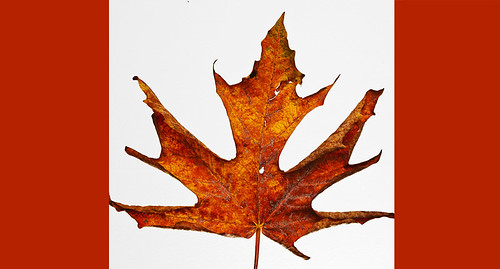 Canada Leaf  by petetaylor