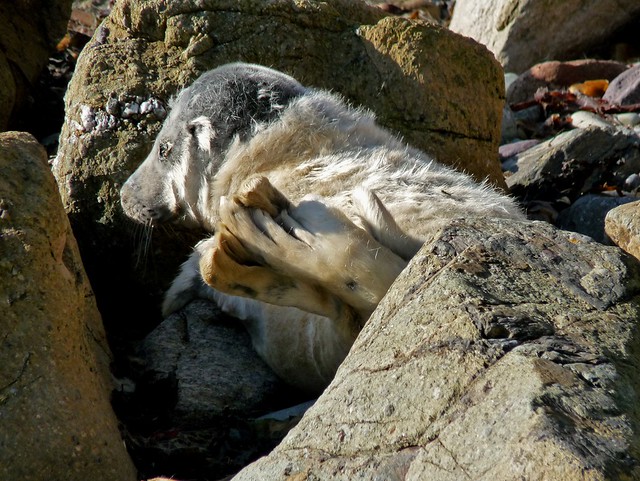 25268 - Seal Pup, Porthlysgi Bay