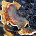 Macro bracket fungi (2)