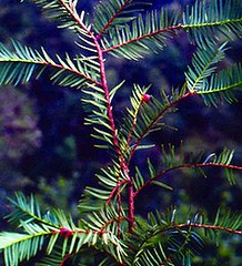 喜馬拉雅紅豆杉 （eFloras.org/提供）