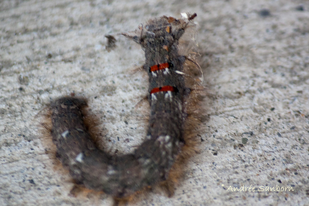 American Lappet Moth Larva (Phyllodesma americana)-21.jpg