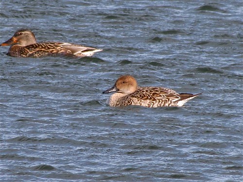 Northern Pintail at White Oak Park in Bloomington, IL 02