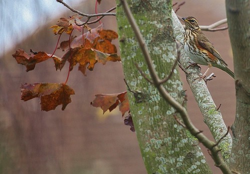 Redwing by Kinzler Pegwell
