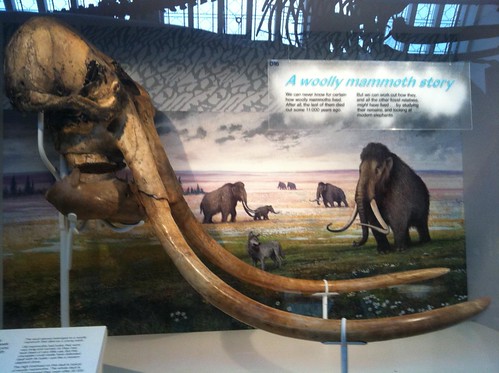 Natural History Museum UK
