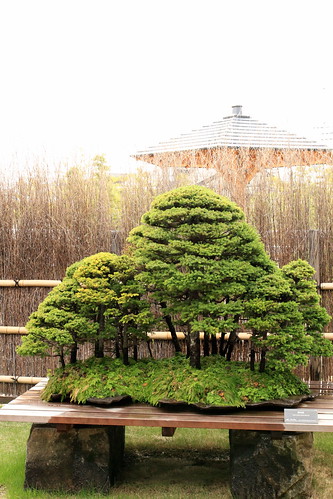 蝦夷松 Yezo-matsu (Yezo Spruce) - 盆栽美術館 - bonsai museum