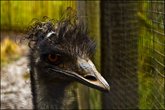 Auckland Zoo - Ostrich