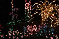Garden d'Lights | Bellevue.com