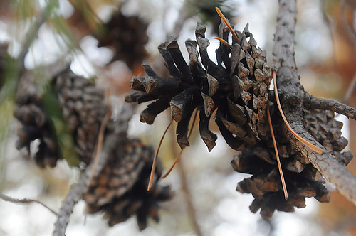 Day 305 - Pinecones by Tim Bungert