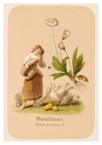 016-Margaritas-Illustrirtes Kräuterbuch –Aquarelle- 1870-Adolf Schroedter