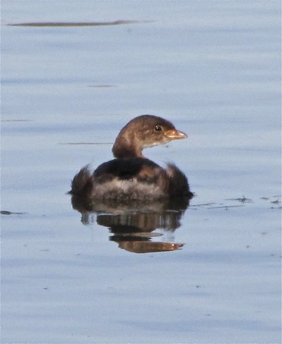 Pied-billed Grebe at White Oak Park in Bloomington, IL 01