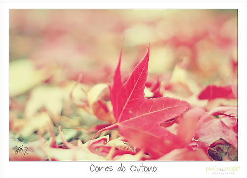 Colors of Autumn by Paulo Veiga Photo