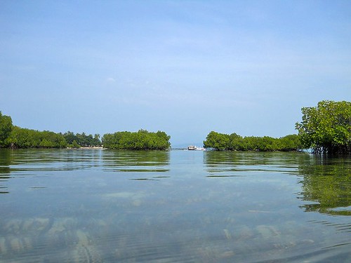 mangroves by elise aguilar