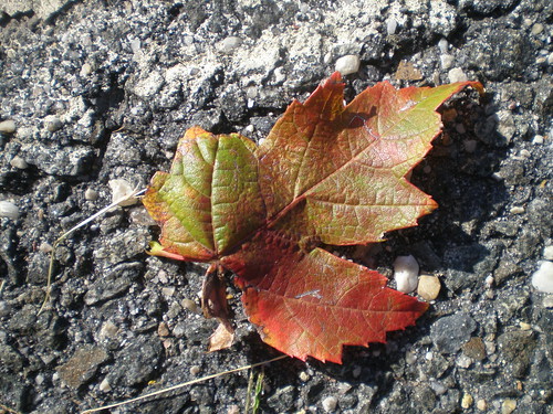 Leaf on the road