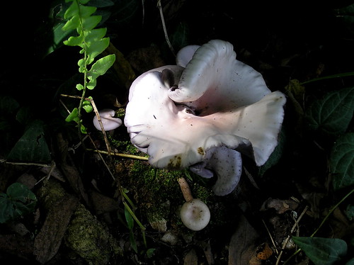 white fungi