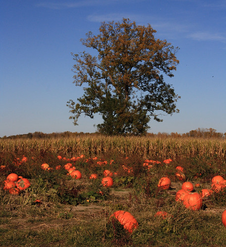 Tree in Pumpkin Field