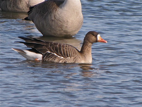 Greater White-fronted Goose at White Oak Park in Bloomington, IL 04