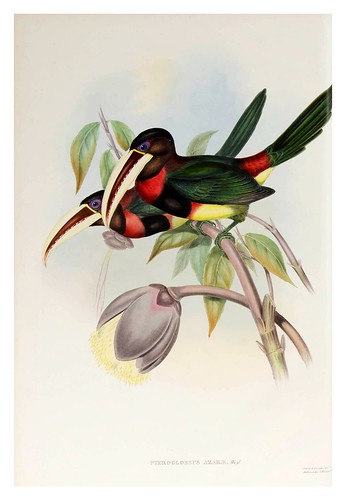 017- Araçari Azcara-Supplement of the Ramphastidae or family of Toucans Gould John-1855