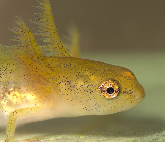 smooth newt tadpole stacked edited