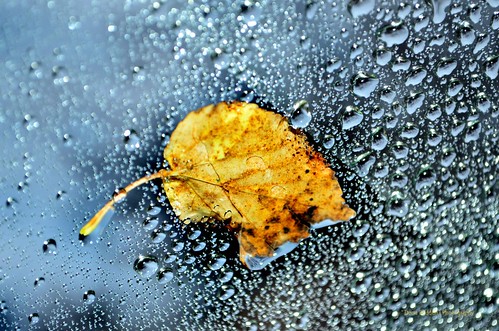 Leaf on my windshield, on a rainy day of Autumn by Decia Bodden
