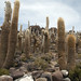 I bei cactus della Isla Incahuasi
