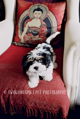 Bernard the cavamalt 3 month old puppy by twoguineapigs pet photography.