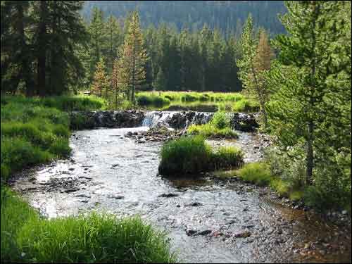 A picture of one the U.S. Forest Service's 89 experimental forests. (Photo courtesy of the US Forest Service)