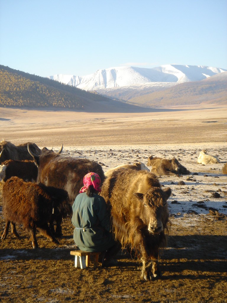 Traite matinale de yack fin septembre, Sum de Khangaï (bag de Noyon Khangaï), Arkhangaï, Mongolie