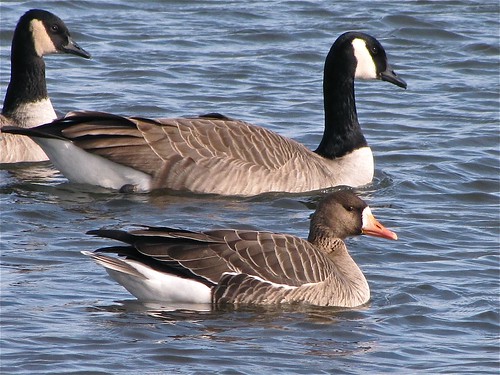 Greater White-fronted Goose at White Oak Park in Bloomington, IL 12