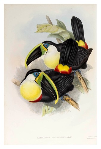 013-Tucan de pecho limon-Supplement of the Ramphastidae or family of Toucans Gould John-1855