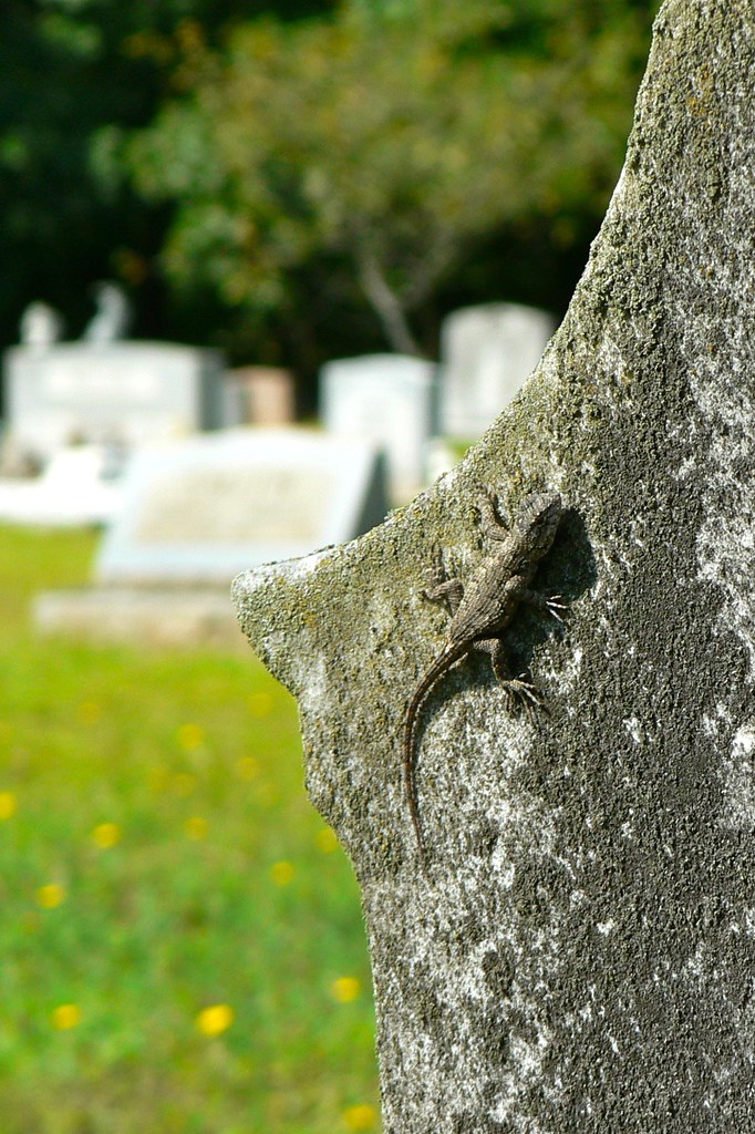 Life in a Cemetery