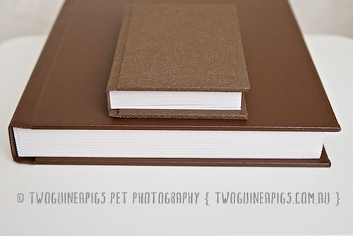 8.twoguineapigs pet photography new product offering, custom pet portraiture
