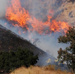 LAFD Tackles Lake View Terrace Wildfire