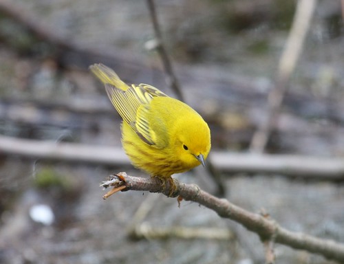 Yellow Warbler by ricmcarthur