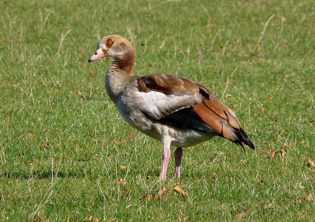 25212 - Egyptian Goose, Norfolk