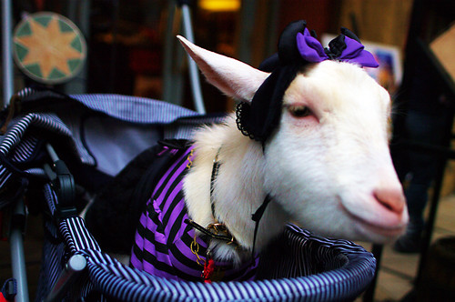 costumed goat
