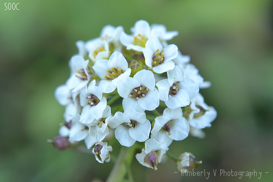 Macro-white-flower-SOOC