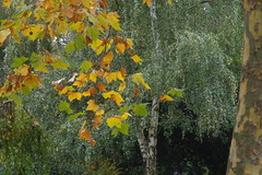 Fall in Context_0032 by Julie70