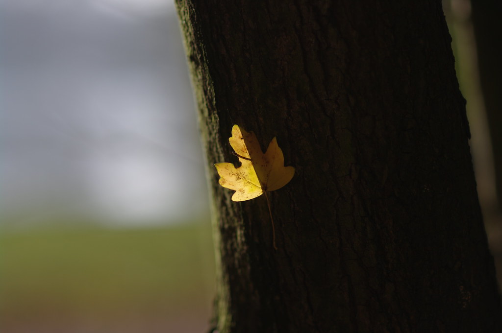 backlit leaf on tree, Haagse Bos