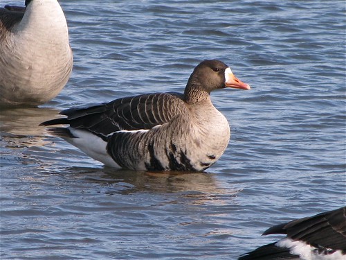 Greater White-fronted Goose at White Oak Park in Bloomington, IL 05