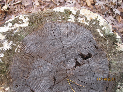 11/14/11: Tree ring history.