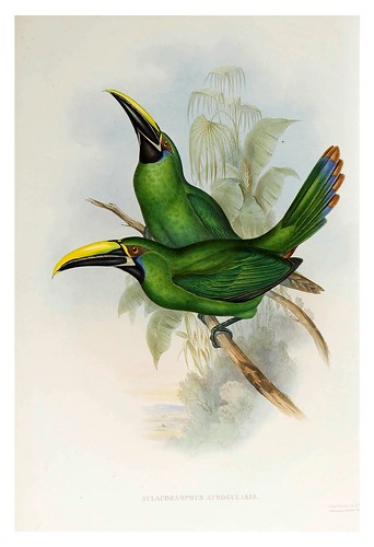 011- Tucan de cuello negro-Supplement of the Ramphastidae or family of Toucans Gould John-1855