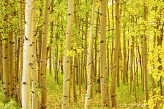 Colorado Fall Foliage Aspen Landscape