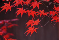 Kyoto Autumn leaves Japan