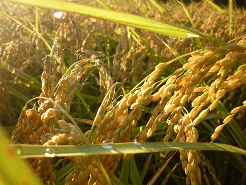 海稻收割美麗的早晨。（圖片來源：林務局）